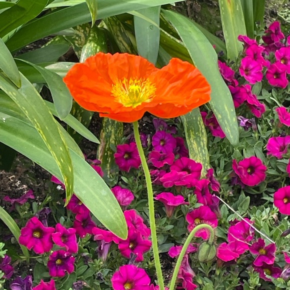 Darn Good Yard | 'Goddess Ankle' Maxi Sari Silk Skirt - Picture 3 of 4